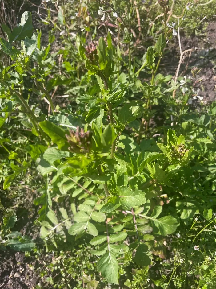 Rucola