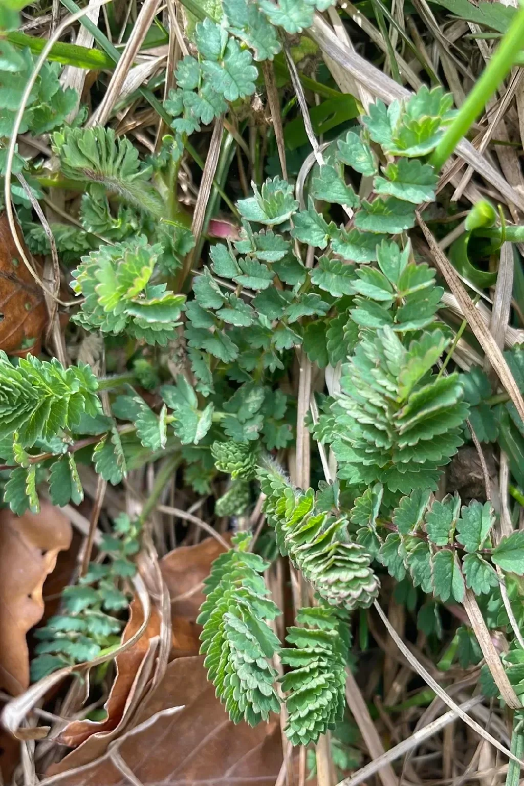 Sanguisorba (Di Yu) = grosser Wiesenknopf, Pimpernelle