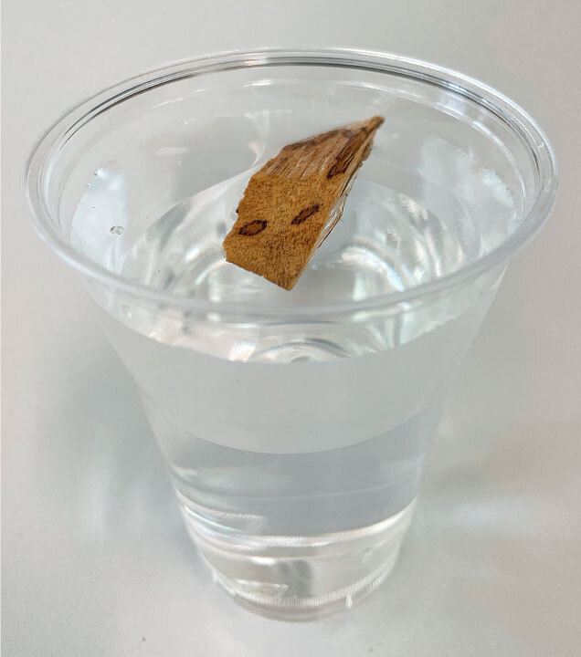 Aquilaria schwimmend in Wasserglas