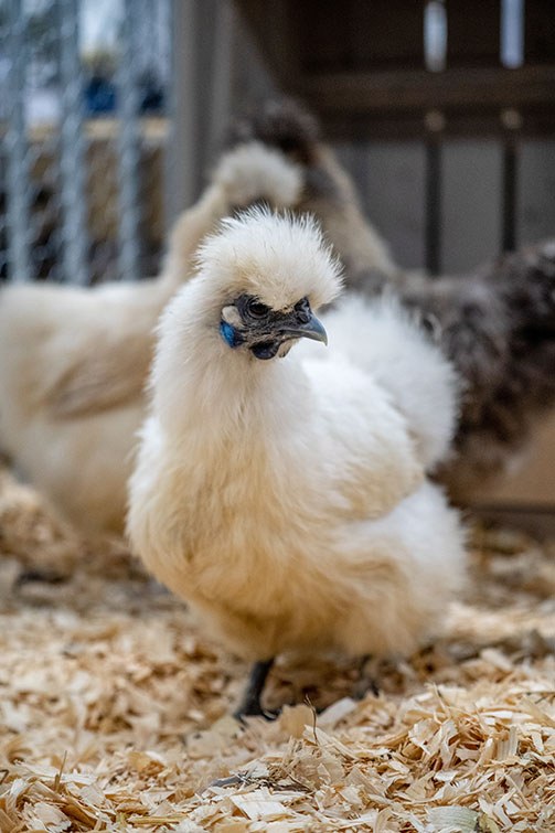 Seidenhuhn